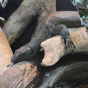Mangrove monitor