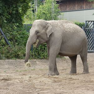 Asian elephant cow