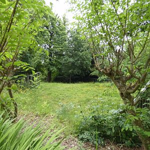 Common hippo grass paddock