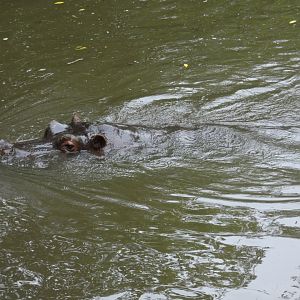 Common hippo