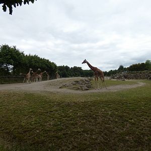 African savannah paddock