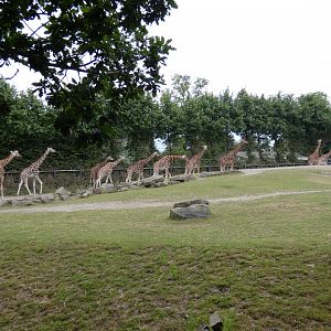 Giraffe herd