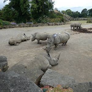 Southern white rhinoceros herd