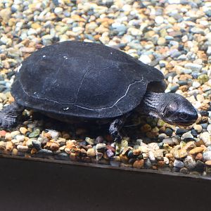 Turtle ID?