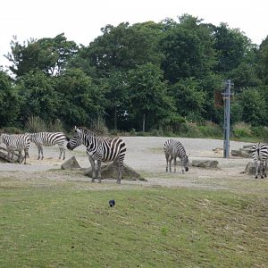 Plains zebra