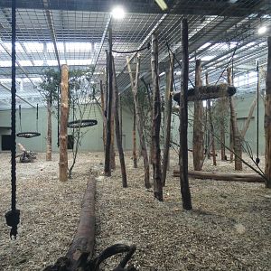 Western lowland gorilla house