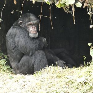 Western chimpanzee