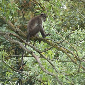 White-naped mangabey