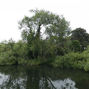 White-naped mangabey island