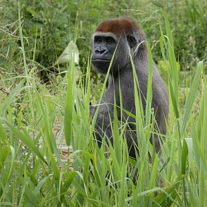 Western lowland gorilla, Vana