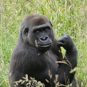 Western lowland gorilla, Kambiri