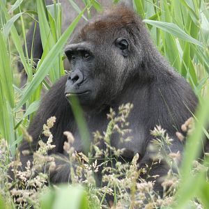 Western lowland gorilla, Kafi