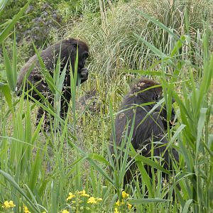 Gorillas amongst the grass