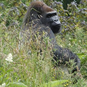 Western lowland gorilla, Bangui
