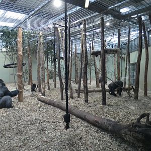 Gorillas in the indoor enclosure