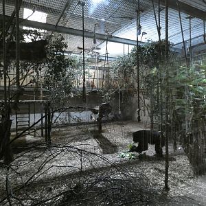 Chimpanzee indoor enclosure