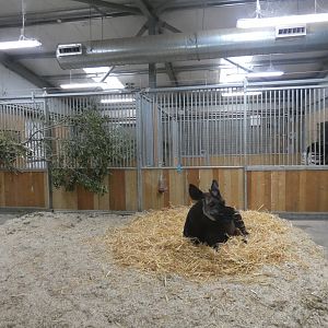 Okapi indoor enclosure