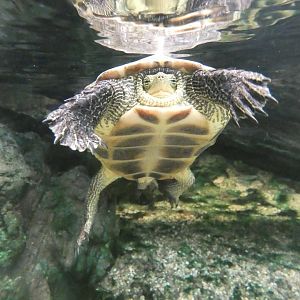 Chinese stripe-necked turtle