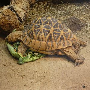 Indian star tortoise