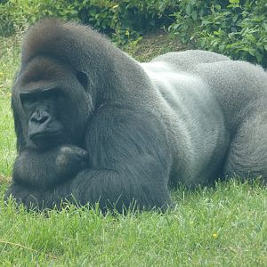 Bangui, Dublin's silverback gorilla