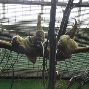 Two-toed sloth
