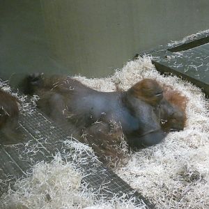 Relaxed orang-utan