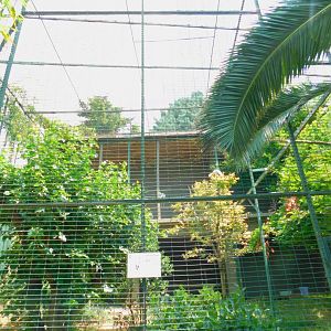 Yellow-billd stork aviary