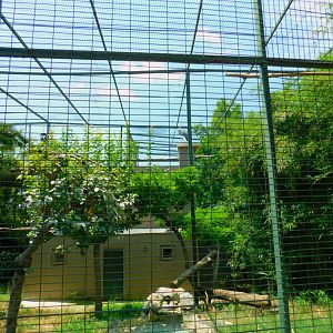 Marabou aviary