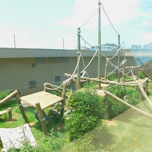 Chimpanzee enclosure
