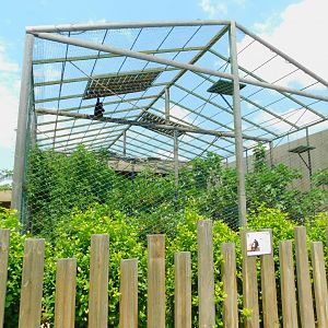 Northern white-cheeked gibbon enclosure