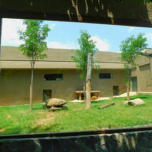 (Temporary) Lion enclosure