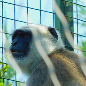 Hanuman Langur