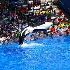 Orca Show