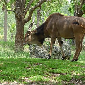 Giant Eland 2