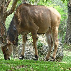 Giant Eland