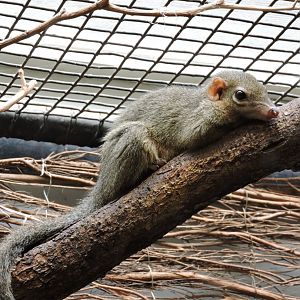 Tree Shrew