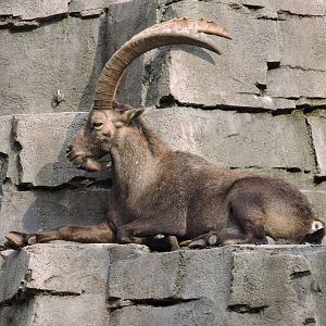 Ibex Rock