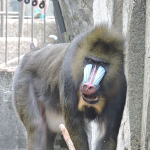 Mandrill