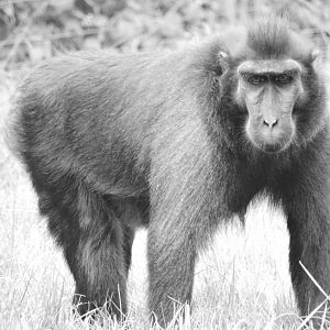 sulawesi macaque