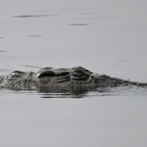 Crocodile - Sabie River