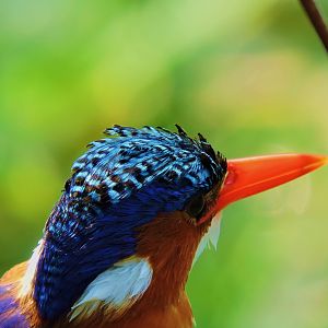 Malachite Kingfisher