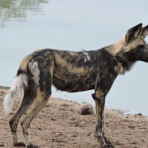 Wild Dog