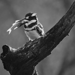 Pied Kingfisher with a big breakfast
