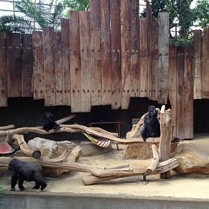 Gorilla all indoor enclosure