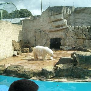 Polar Bear