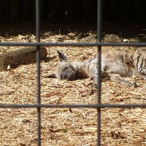 striped hyena