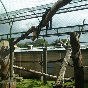 relaxed black leopard and cage