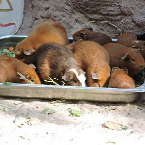 Guinea Pig Tray Bake