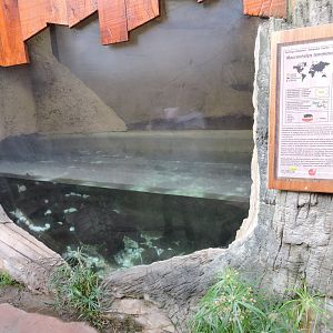 Alligator Snapping Turtle - Reptilarium