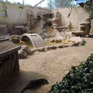 Asian Short Clawed Otter Exhibit